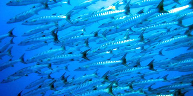 4 mauritius underwater fish